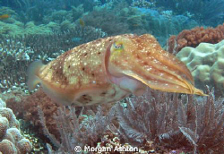 A cuttlefish off Bunaken Island, Sulawesi. by Morgan Ashton 
